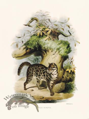 Elliot Cat 24 Written Button